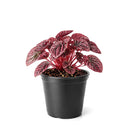 4" pot peperomia 'ripple red' live houseplant for sale, stunning corrugated red-burgundy leaf texture, lush mounding tropical form, thrives in indirect light with minimal watering, low fuss and long-lived houseplant, adds vibrant earthy warmth to any room, a perfect gift for collectors and beginners alike