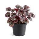 4" pot peperomia 'ripple red' live houseplant for sale, stunning corrugated red-burgundy leaf texture, lush mounding tropical form, thrives in indirect light with minimal watering, low fuss and long-lived houseplant, adds vibrant earthy warmth to any room, a perfect gift for collectors and beginners alike
