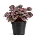 4" pot peperomia 'ripple red' live houseplant for sale, stunning corrugated red-burgundy leaf texture, lush mounding tropical form, thrives in indirect light with minimal watering, low fuss and long-lived houseplant, adds vibrant earthy warmth to any room, a perfect gift for collectors and beginners alike