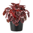 4" pot peperomia 'ripple red' live houseplant for sale, stunning corrugated red-burgundy leaf texture, lush mounding tropical form, thrives in indirect light with minimal watering, low fuss and long-lived houseplant, adds vibrant earthy warmth to any room, a perfect gift for collectors and beginners alike
