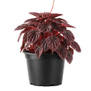 4" pot peperomia 'ripple red' live houseplant for sale, stunning corrugated red-burgundy leaf texture, lush mounding tropical form, thrives in indirect light with minimal watering, low fuss and long-lived houseplant, adds vibrant earthy warmth to any room, a perfect gift for collectors and beginners alike