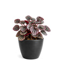 4" pot peperomia 'ripple red' live houseplant for sale, stunning corrugated red-burgundy leaf texture, lush mounding tropical form, thrives in indirect light with minimal watering, low fuss and long-lived houseplant, adds vibrant earthy warmth to any room, a perfect gift for collectors and beginners alike