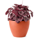 4" pot peperomia 'ripple red' live houseplant for sale, stunning corrugated red-burgundy leaf texture, lush mounding tropical form, thrives in indirect light with minimal watering, low fuss and long-lived houseplant, adds vibrant earthy warmth to any room, a perfect gift for collectors and beginners alike