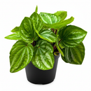 6" pot peperomia ecuador live houseplant for sale, compact trailing form with colorful layered green foliage, finely detailed leaf texture, pet friendly and beginner friendly, thrives in moderate humidity indoors, stunning cascading display for windowsills and plant stands, an inspired gift for any plant parent