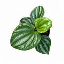 6" pot peperomia ecuador live houseplant for sale, compact trailing form with colorful layered green foliage, finely detailed leaf texture, pet friendly and beginner friendly, thrives in moderate humidity indoors, stunning cascading display for windowsills and plant stands, an inspired gift for any plant parent