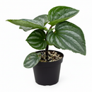 6" pot peperomia ecuador live houseplant for sale, compact trailing form with colorful layered green foliage, finely detailed leaf texture, pet friendly and beginner friendly, thrives in moderate humidity indoors, stunning cascading display for windowsills and plant stands, an inspired gift for any plant parent