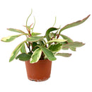 buy peperomia clusiifolia ginny live houseplant 4" pot online, vivid tricolor foliage with rosy pink blushed edges and creamy white margins, semi-succulent thick water-storing leaves, neat compact form ideal for shelves and desks, pet-friendly and non-toxic, a colorful tropical accent plant with minimal care needs, a delightful gift for any occasion