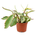 buy peperomia clusiifolia ginny live houseplant 4" pot online, vivid tricolor foliage with rosy pink blushed edges and creamy white margins, semi-succulent thick water-storing leaves, neat compact form ideal for shelves and desks, pet-friendly and non-toxic, a colorful tropical accent plant with minimal care needs, a delightful gift for any occasion