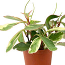 buy peperomia clusiifolia ginny live houseplant 4" pot online, vivid tricolor foliage with rosy pink blushed edges and creamy white margins, semi-succulent thick water-storing leaves, neat compact form ideal for shelves and desks, pet-friendly and non-toxic, a colorful tropical accent plant with minimal care needs, a delightful gift for any occasion