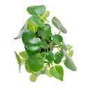 6" pot peperomia polybotrya 'raindrop' live houseplant for sale, impressive sculptural plant with bold shiny raindrop-shaped deep green foliage, semi-succulent slow-growing upright form, easy care and highly forgiving for busy plant owners, completely non-toxic and pet safe, a striking decorative accent for modern or bohemian living spaces