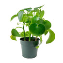 6" pot peperomia polybotrya 'raindrop' live houseplant for sale, impressive sculptural plant with bold shiny raindrop-shaped deep green foliage, semi-succulent slow-growing upright form, easy care and highly forgiving for busy plant owners, completely non-toxic and pet safe, a striking decorative accent for modern or bohemian living spaces