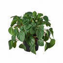 8" pot peperomia 'rana verde' live houseplant for sale, mature specimen with full deep green rippled canopy, prominent leaf venation and matte finish, compact non-sprawling growth, beginner and pet friendly, ideal for shelves, desks, or terrariums as a living decor accent, a generous and safe gift for any home