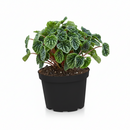 buy peperomia ripple green live houseplant 6" pot online, richly textured corrugated emerald green heart-shaped leaves, compact bushy tropical houseplant with semi-succulent resilience, adaptable to a wide range of indoor light conditions, non-toxic to pets and humans safe for any home, lush forest-green statement plant for sophisticated indoor spaces, exceptional housewarming or holiday gift for plant admirers