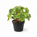 buy peperomia ripple green live houseplant 6" pot online, richly textured corrugated emerald green heart-shaped leaves, compact bushy tropical houseplant with semi-succulent resilience, adaptable to a wide range of indoor light conditions, non-toxic to pets and humans safe for any home, lush forest-green statement plant for sophisticated indoor spaces, exceptional housewarming or holiday gift for plant admirers