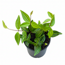 4" pot peperomia 'angulata' live houseplant for sale, dense beetle-striped leaf clusters, wiry trailing vine form, forest green tones with lighter stripe detail, thrives in humid kitchens and bathrooms, geometric tropical decor statement, meaningful gift for any occasion