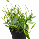 4" pot peperomia 'angulata' live houseplant for sale, dense beetle-striped leaf clusters, wiry trailing vine form, forest green tones with lighter stripe detail, thrives in humid kitchens and bathrooms, geometric tropical decor statement, meaningful gift for any occasion