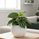 6" pot peperomia ecuador live houseplant for sale, compact trailing form with colorful layered green foliage, finely detailed leaf texture, pet friendly and beginner friendly, thrives in moderate humidity indoors, stunning cascading display for windowsills and plant stands, an inspired gift for any plant parent