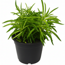 6" pot peperomia 'green bean' live houseplant for sale, lush clumping growth with multiple erect stems of bright lime-green cylindrical leaves, semi-succulent water-storing foliage, tolerates dry indoor air and office environments, striking architectural form for terrariums or desktop arrangements, an eye-catching and safe gift for pet owners and plant collectors