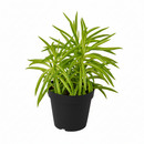 6" pot peperomia 'green bean' live houseplant for sale, lush clumping growth with multiple erect stems of bright lime-green cylindrical leaves, semi-succulent water-storing foliage, tolerates dry indoor air and office environments, striking architectural form for terrariums or desktop arrangements, an eye-catching and safe gift for pet owners and plant collectors