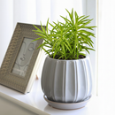 6" pot peperomia 'green bean' live houseplant for sale, lush clumping growth with multiple erect stems of bright lime-green cylindrical leaves, semi-succulent water-storing foliage, tolerates dry indoor air and office environments, striking architectural form for terrariums or desktop arrangements, an eye-catching and safe gift for pet owners and plant collectors