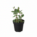 buy peperomia 'parallel' live houseplant 4" pot online, almond shaped leaves with bold parallel stripe pattern resembling watermelon rind, vivid burgundy stem contrast, trailing habit perfect for hanging basket, air purifying foliage plant, fits bohemian and modern interiors, an inspired gift for plant enthusiasts