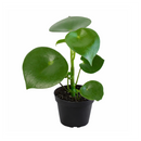 6" pot peperomia polybotrya 'raindrop' live houseplant for sale, impressive sculptural plant with bold shiny raindrop-shaped deep green foliage, semi-succulent slow-growing upright form, easy care and highly forgiving for busy plant owners, completely non-toxic and pet safe, a striking decorative accent for modern or bohemian living spaces