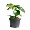 6" pot peperomia polybotrya 'raindrop' live houseplant for sale, impressive sculptural plant with bold shiny raindrop-shaped deep green foliage, semi-succulent slow-growing upright form, easy care and highly forgiving for busy plant owners, completely non-toxic and pet safe, a striking decorative accent for modern or bohemian living spaces