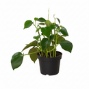 6" pot peperomia polybotrya 'raindrop' live houseplant for sale, impressive sculptural plant with bold shiny raindrop-shaped deep green foliage, semi-succulent slow-growing upright form, easy care and highly forgiving for busy plant owners, completely non-toxic and pet safe, a striking decorative accent for modern or bohemian living spaces