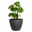 6" pot peperomia polybotrya 'raindrop' live houseplant for sale, impressive sculptural plant with bold shiny raindrop-shaped deep green foliage, semi-succulent slow-growing upright form, easy care and highly forgiving for busy plant owners, completely non-toxic and pet safe, a striking decorative accent for modern or bohemian living spaces