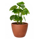 6" pot peperomia polybotrya 'raindrop' live houseplant for sale, impressive sculptural plant with bold shiny raindrop-shaped deep green foliage, semi-succulent slow-growing upright form, easy care and highly forgiving for busy plant owners, completely non-toxic and pet safe, a striking decorative accent for modern or bohemian living spaces