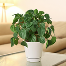 8" pot peperomia 'rana verde' live houseplant for sale, mature specimen with full deep green rippled canopy, prominent leaf venation and matte finish, compact non-sprawling growth, beginner and pet friendly, ideal for shelves, desks, or terrariums as a living decor accent, a generous and safe gift for any home