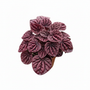 4" pot peperomia 'ripple red' live houseplant for sale, stunning corrugated red-burgundy leaf texture, lush mounding tropical form, thrives in indirect light with minimal watering, low fuss and long-lived houseplant, adds vibrant earthy warmth to any room, a perfect gift for collectors and beginners alike