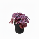 4" pot peperomia 'ripple red' live houseplant for sale, stunning corrugated red-burgundy leaf texture, lush mounding tropical form, thrives in indirect light with minimal watering, low fuss and long-lived houseplant, adds vibrant earthy warmth to any room, a perfect gift for collectors and beginners alike