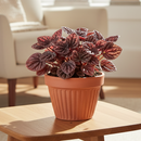 4" pot peperomia 'ripple red' live houseplant for sale, stunning corrugated red-burgundy leaf texture, lush mounding tropical form, thrives in indirect light with minimal watering, low fuss and long-lived houseplant, adds vibrant earthy warmth to any room, a perfect gift for collectors and beginners alike
