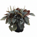 4" pot peperomia 'san marino' live houseplant for sale, fleshy succulent-like textured leaves, gray-green with contrasting dark veins, slow-growing terrarium-ready cultivar, non-toxic and beginner friendly, charming natural accent for desks and small spaces, perfect starter plant gift