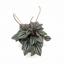 4" pot peperomia 'san marino' live houseplant for sale, fleshy succulent-like textured leaves, gray-green with contrasting dark veins, slow-growing terrarium-ready cultivar, non-toxic and beginner friendly, charming natural accent for desks and small spaces, perfect starter plant gift