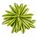 Peperomia dolabriformis