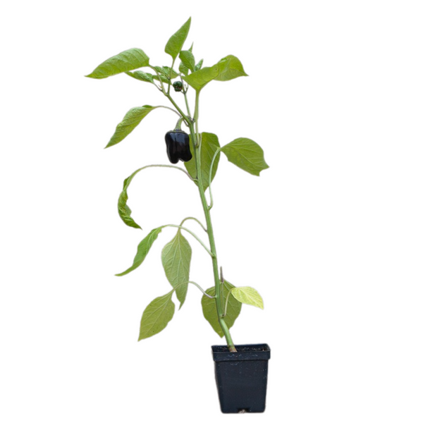 Purple Beauty Bell Pepper - Purple Sweet Pepper Plants For Sale