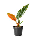 6" pot philodendron choco empress live houseplant for sale, dramatic tropical foliage in chocolate-brown and dark green with deeply scalloped lobed margins on broad wide leaves, full upright clumping growth habit creating an impressive vase-shaped indoor specimen, velvety leaf surface with rich color contrast between juvenile and mature growth stages, easy-moderate care tropical aroid suited for bright indirect to medium light indoors, a standout floor or shelf statement plant for tropical decor lovers, a p