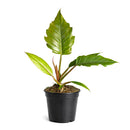 6" pot philodendron choco empress live houseplant for sale, dramatic tropical foliage in chocolate-brown and dark green with deeply scalloped lobed margins on broad wide leaves, full upright clumping growth habit creating an impressive vase-shaped indoor specimen, velvety leaf surface with rich color contrast between juvenile and mature growth stages, easy-moderate care tropical aroid suited for bright indirect to medium light indoors, a standout floor or shelf statement plant for tropical decor lovers, a p