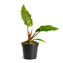 6" pot philodendron choco empress live houseplant for sale, dramatic tropical foliage in chocolate-brown and dark green with deeply scalloped lobed margins on broad wide leaves, full upright clumping growth habit creating an impressive vase-shaped indoor specimen, velvety leaf surface with rich color contrast between juvenile and mature growth stages, easy-moderate care tropical aroid suited for bright indirect to medium light indoors, a standout floor or shelf statement plant for tropical decor lovers, a p
