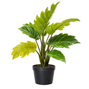 6" pot philodendron choco empress live houseplant for sale, dramatic tropical foliage in chocolate-brown and dark green with deeply scalloped lobed margins on broad wide leaves, full upright clumping growth habit creating an impressive vase-shaped indoor specimen, velvety leaf surface with rich color contrast between juvenile and mature growth stages, easy-moderate care tropical aroid suited for bright indirect to medium light indoors, a standout floor or shelf statement plant for tropical decor lovers, a p