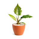 6" pot philodendron choco empress live houseplant for sale, dramatic tropical foliage in chocolate-brown and dark green with deeply scalloped lobed margins on broad wide leaves, full upright clumping growth habit creating an impressive vase-shaped indoor specimen, velvety leaf surface with rich color contrast between juvenile and mature growth stages, easy-moderate care tropical aroid suited for bright indirect to medium light indoors, a standout floor or shelf statement plant for tropical decor lovers, a p