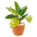 6" pot philodendron choco empress live houseplant for sale, dramatic tropical foliage in chocolate-brown and dark green with deeply scalloped lobed margins on broad wide leaves, full upright clumping growth habit creating an impressive vase-shaped indoor specimen, velvety leaf surface with rich color contrast between juvenile and mature growth stages, easy-moderate care tropical aroid suited for bright indirect to medium light indoors, a standout floor or shelf statement plant for tropical decor lovers, a p