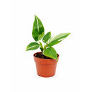 8" pot philodendron 'white princess' live houseplant for sale, large lush specimen with dramatic pure white and forest green variegated leaves, upright self-heading philodendron erubescens cultivar, rare sought-after collector aroid, glossy leaf texture with unique pattern on every leaf, impressive indoor tropical statement plant, ultimate rare plant gift for enthusiasts