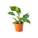8" pot philodendron 'white princess' live houseplant for sale, large lush specimen with dramatic pure white and forest green variegated leaves, upright self-heading philodendron erubescens cultivar, rare sought-after collector aroid, glossy leaf texture with unique pattern on every leaf, impressive indoor tropical statement plant, ultimate rare plant gift for enthusiasts