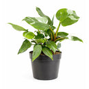 8" pot philodendron 'white princess' live houseplant for sale, large lush specimen with dramatic pure white and forest green variegated leaves, upright self-heading philodendron erubescens cultivar, rare sought-after collector aroid, glossy leaf texture with unique pattern on every leaf, impressive indoor tropical statement plant, ultimate rare plant gift for enthusiasts