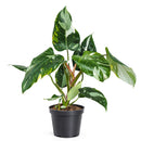 8" pot philodendron 'white princess' live houseplant for sale, large lush specimen with dramatic pure white and forest green variegated leaves, upright self-heading philodendron erubescens cultivar, rare sought-after collector aroid, glossy leaf texture with unique pattern on every leaf, impressive indoor tropical statement plant, ultimate rare plant gift for enthusiasts