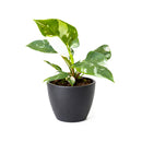 8" pot philodendron 'white princess' live houseplant for sale, large lush specimen with dramatic pure white and forest green variegated leaves, upright self-heading philodendron erubescens cultivar, rare sought-after collector aroid, glossy leaf texture with unique pattern on every leaf, impressive indoor tropical statement plant, ultimate rare plant gift for enthusiasts
