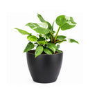 8" pot philodendron 'white princess' live houseplant for sale, large lush specimen with dramatic pure white and forest green variegated leaves, upright self-heading philodendron erubescens cultivar, rare sought-after collector aroid, glossy leaf texture with unique pattern on every leaf, impressive indoor tropical statement plant, ultimate rare plant gift for enthusiasts